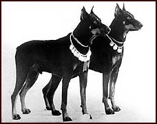 Champion Atos (at the left) with the son Champion Beat Bart