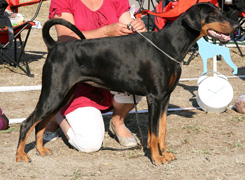 CACIB-выставка «Nordic Winner» (Чемпионат Северных стран)