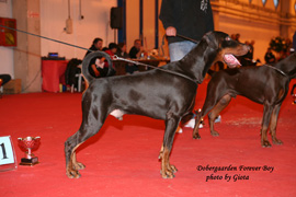 Dobergaarden Forever Boy
