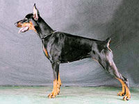 ARGENTA UMA BLACK MAMBA IZ ZOOSFERY