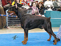 LEIB SOLOND DARK DEVIL