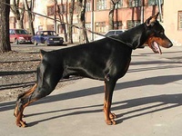 A'DONIKONS TEDOR DRAIZER