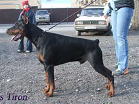 A’DONIKONS TIRON 