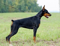 ЮАНЬ ИЗ ЗООСФЕРЫ