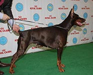 ЛОЗАННА ИЗ ЗООСФЕРЫ