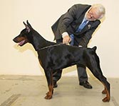 СЕВИЛЬЯ ИЗ ЗООСФЕРЫ