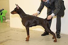 БРУТЕЛЛА ИЗ ЗООСФЕРЫ