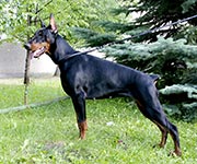 ЦУСИМА ИЗ ЗООСЕРЫ