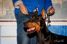 ЮАНЬ ИЗ ЗООСФЕРЫ