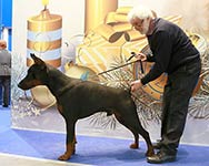 САНТЬЯГО ИЗ ЗООСФЕРЫ