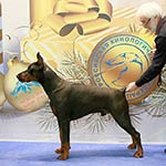 САНТЬЯГО ИЗ ЗООСФЕРЫ
