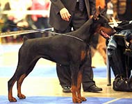 СЕВИЛЬЯ ИЗ ЗООСФЕРЫ
