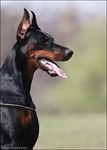 Greta Garbo FROM ZOOSFERY