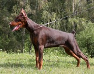 CALYPSO QUIN FOR ZOOSPHERA