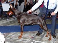 CALYPSO QUIN FOR ZOOSPHERA