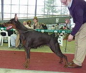 CALYPSO QUEEN FOR ZOOSPHERA