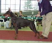 CALYPSO QUEEN FOR ZOOSPHERA